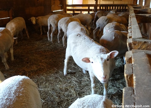 Ferme-verte-aux-petits-sabots-moutons-photo-INFOSuroit_com