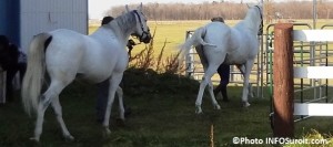 cheval-chevaux-enclos-ecurie-agroparc-CFP-des-Moisssons-Coteau-du-Lac-Photo-INFOSuroit_com