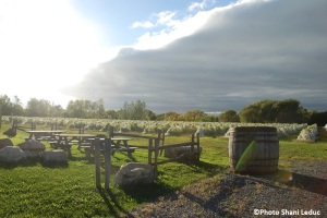 Concours Photos MRC Grand Prix Le_vignoble_chaleureux de Shani_Leduc Copyright Photo Shani_Leduc