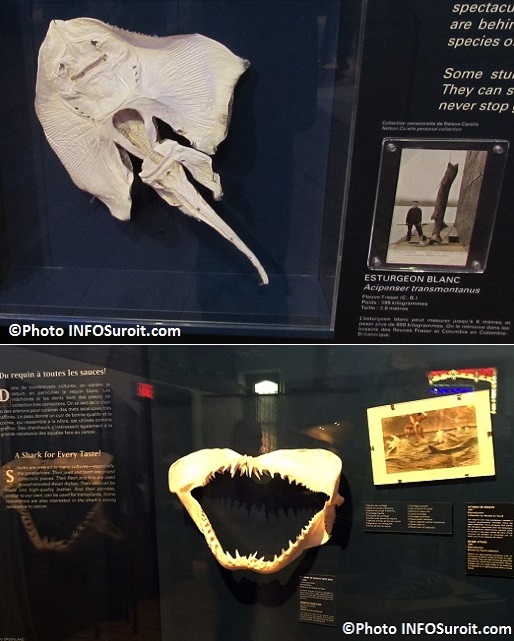 Raie et esturgeon blanc gueule de requin expo Fantastiques monstres marins au MUSO Photos INFOSuroit
