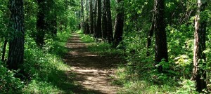 bois foret arbres sentier saison estivale Photo Pixabay via INFOSuroit_com