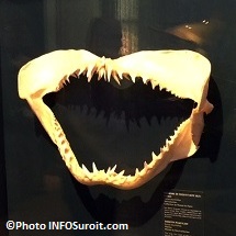 gueule de requin exposition Fantastiques monstres marins au MUSO Photo INFOSuroit_com