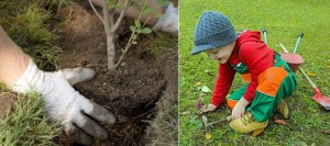 Plantation-arbres-photos-courtoisies-publiees-par-INFOSuroit_com