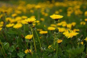 pissenlits fleurs pelouse Photo PIxabay