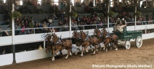 Expo Ormstown spectacle chevaux et attelages spectacteurs Copyright Photo Mystic-Photography par Shelly_Maither