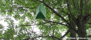 arbre avec piege a insectes pour Agrile du frene Photo INFOSuroit_com