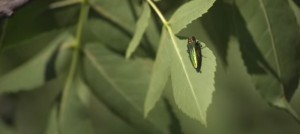 capture ecran video freinons l agrile du frene ville Vaudreuil-Dorion