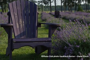 Club_photo Vaudreuil-Dorion chaise et champ de lavande Photo Diane_Proulx