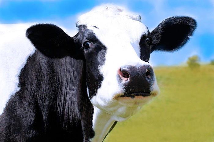 vache agriculture ferme Photo Pixabay publiee par INFOSuroit