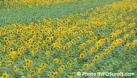 champ fleurs de tournesols a Les_Cedres Photo INFOSuroit_com