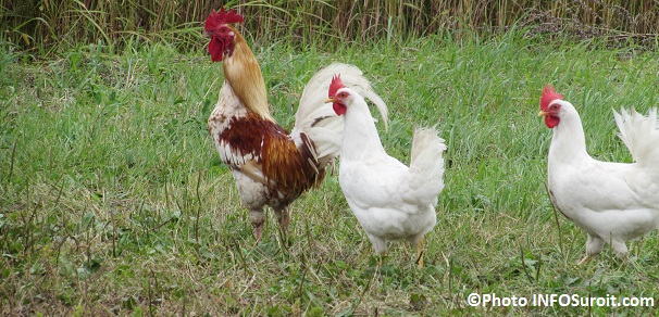 coq-et-poules-Photo-INFOSuroit_com