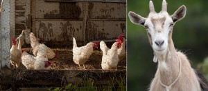 poules chevre animal ferme Photos Pixabay via INFOSuroit_com