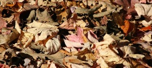 feuilles-mortes-automne-erable-couleur-Photo-Pixabay-via INFOSuroit