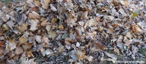 feuilles-mortes-photo-INFOSuroit-com