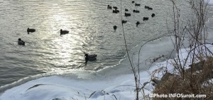 canards glace neige hiver Photo INFOSuroit_com