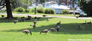 bernaches au parc Delpha-Sauve a Valleyfield Photo INFOSuroit_com