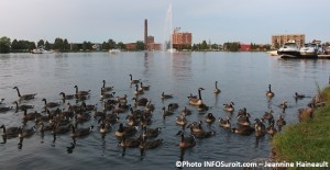 bernaches baie du lac St-Francois centre-ville Valleyfield Photo Jeannine_Haineault pour INFOSuroit_com