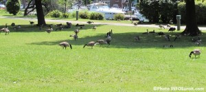 bernaches dans le parc Delpha-Sauve a Valleyfield Photo INFOSuroit_com