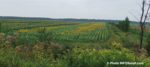 champ agricole dans vaudreuil-soulanges a les cedres photo infosuroit