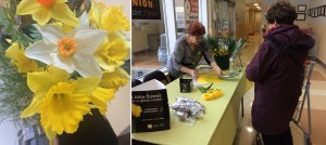 fleurs jonquilles vente au profit de la SCC lutte contre cancer photos courtoisie