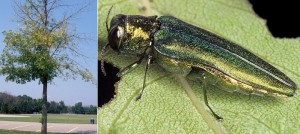 arbre frene et insecte agrile du frene Photos courtoisie SDV