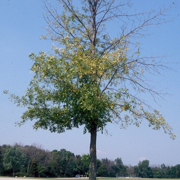 arbre frene photo courtoisie SDV
