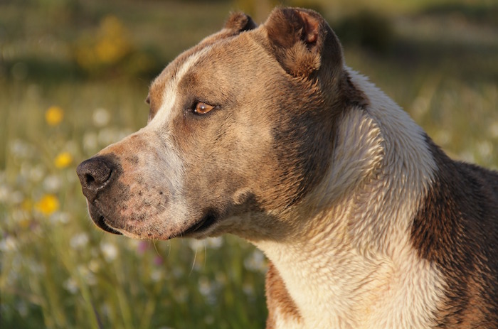 animal-chien-pitbull-photo-Pixabay-via-INFOSuroit