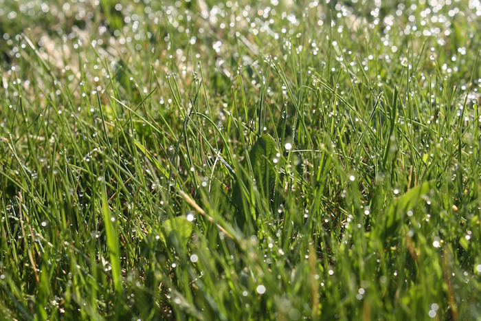 pelouse gazon broussaille photo Pixabay via INFOSuroit
