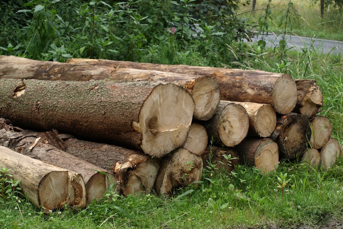 bois tronc d_arbres champ route Photo Pixabay via INFOSuroit