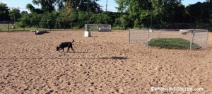 parc a chiens a Valleyfield juillet 2016 Photo INFOSuroit_com