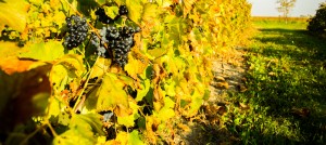 vignoble_jo_montpetit-raisins-et-vignes-photo-courtoisie-bs