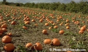 citrouilles-agriculture-haut-saint-laurent-photo-infosuroit_com