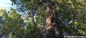 arbre-malade-frene-dans-parc-de-la-ville-photo-infosuroit