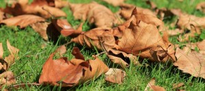 automne-feuilles-mortes-gazon-photo-pixabay-via-infosuroit