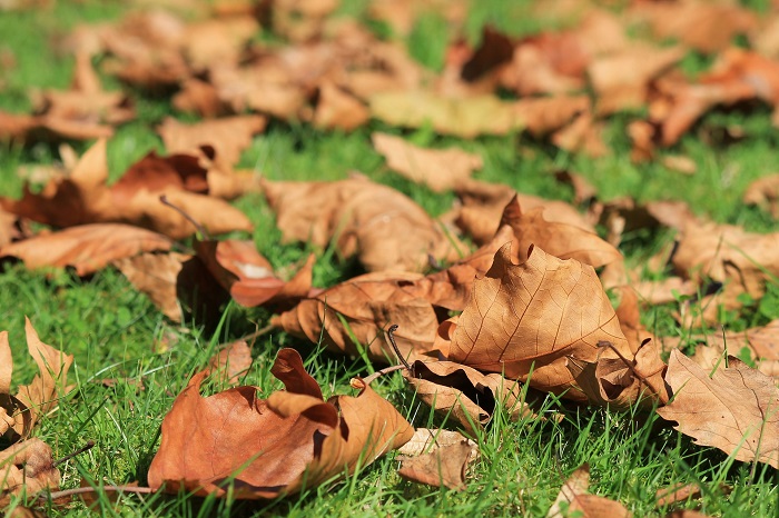 automne-feuilles-mortes-gazon-photo-pixabay-via-infosuroit_com