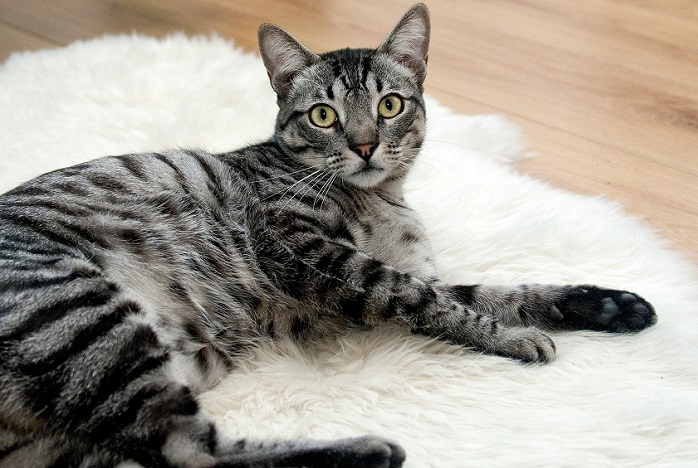 chat-animal-domestique-photo-pixabay-via-infosuroit