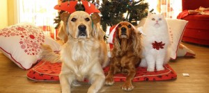 chiens-et-chat-temps-des-fetes-noel-photo-pixabay-via-infosuroit