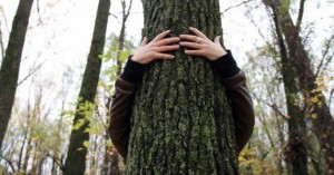 foresterie-urbaine-arbres-enlacement-photo-courtoisie-sdv