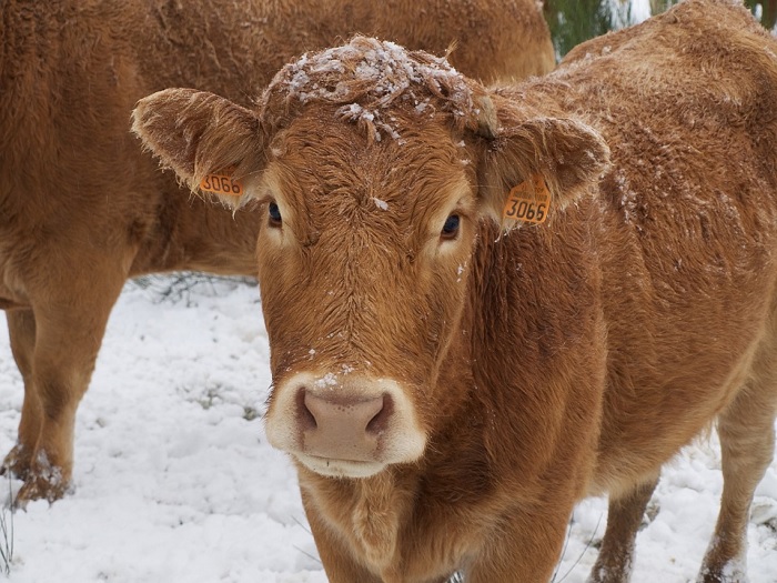 agriculture-hiver-vaches-photo-hobbyboy-via-pixabay