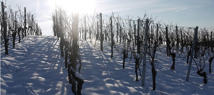 vignes-vignoble-terre-agricole-hiver-photo-monikap-via-pixabay