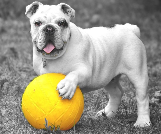 chien bouledogue medaille ballon Photo Cocoparisienne via Pixabay