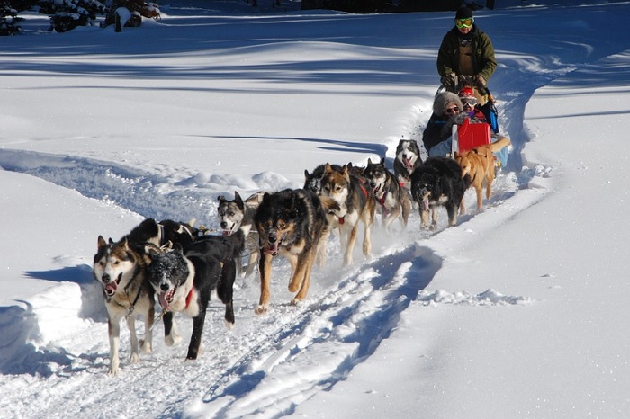 chiens de traineau hiver famille Photo OneFoxyLady via Pixabay