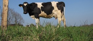 vache laitiere Holstein Photo Papaalino via Pixabay