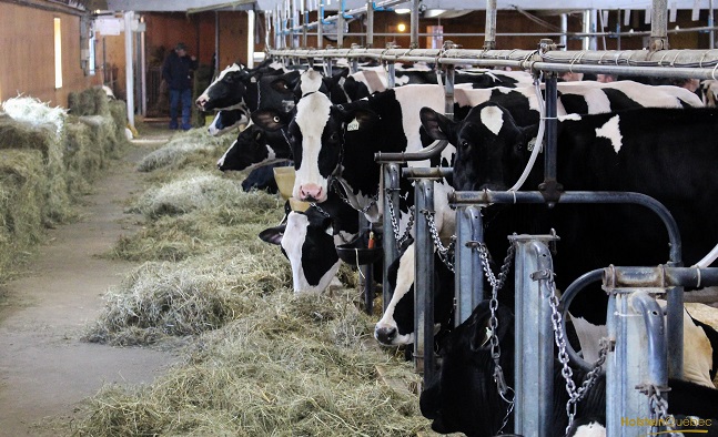 visite de ferme laitiere congres HolsteinQuebec 2016 Photo courtoisie HolsteinQc