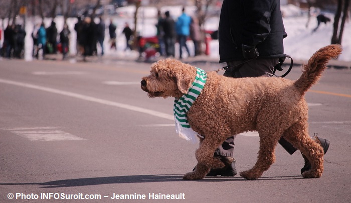 Defile Saint-Patrick de Chateauguay 2017-14 chien avec foulard vert Photo INFOSuroit-Jeannine_Haineault