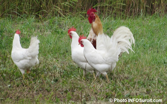 agricole agriculture ferme poules avec coq Photo INFOSuroit