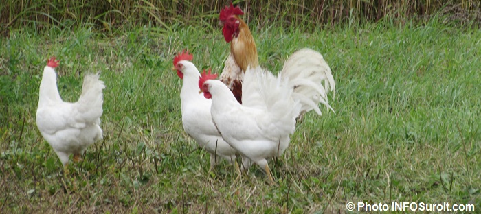 agricole agriculture ferme poules et coq Photo INFOSuroit