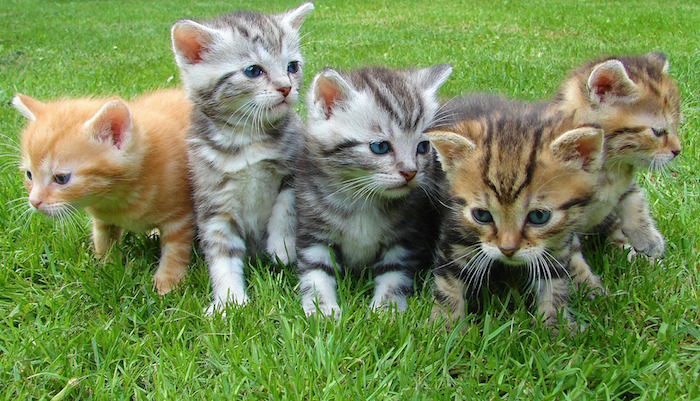 animal chats chatons Photo Jan-Mallander via Pixabay publiee par INFOSuroit