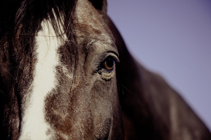 cheval equestre equitation Photo MarkUsspiske via Pixabay