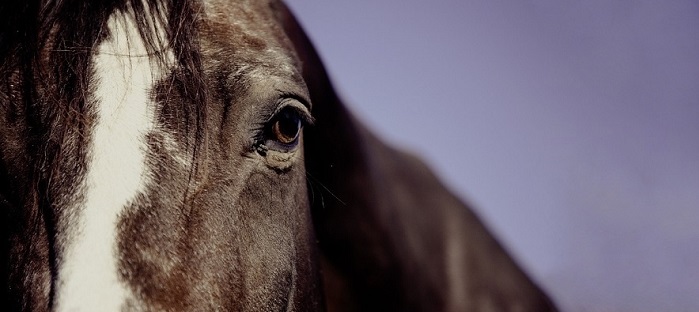 cheval oeil equestre equitation Photo MarkUsspiske via Pixabay